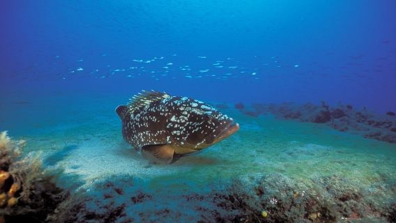 Aquatis Diving Lanzarote