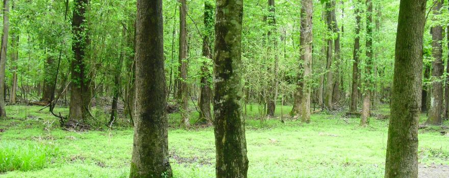 Pettigrew State Park