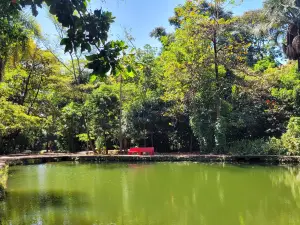 Bosque dos Buritis