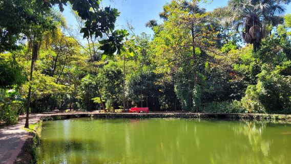 Bosque dos Buritis