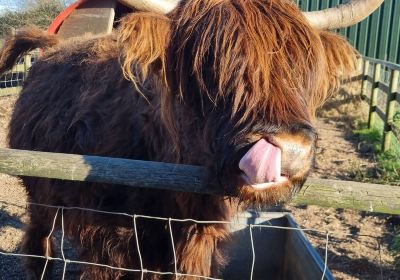 Walnut Tree Farm Park