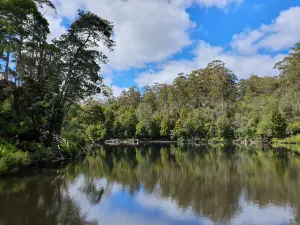 Arthur River Cruises