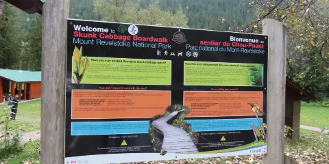 Skunk Cabbage Boardwalk