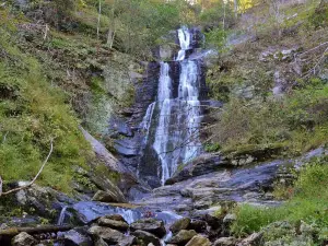 Toms Creek Falls Trail