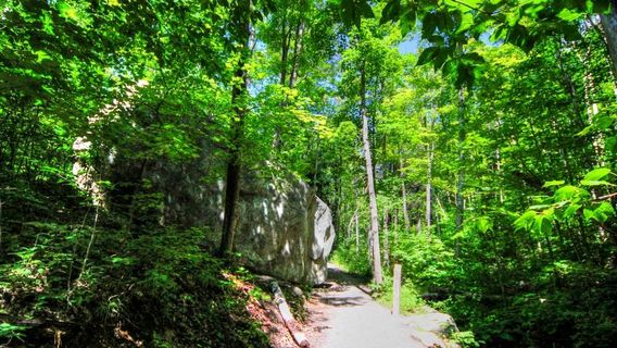 Lookout Trail