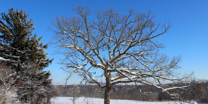 Owen Conservation Park
