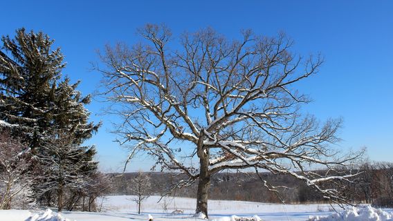 Owen Conservation Park