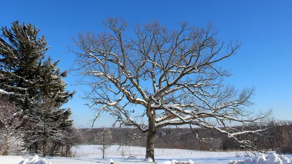 Owen Conservation Park