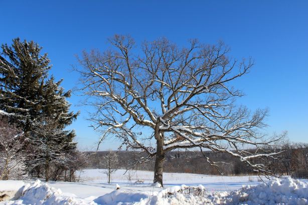 Owens Conservation Park