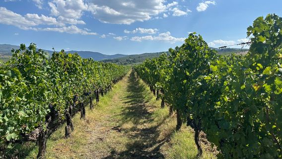 Greve in Chianti