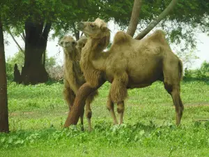 리디야가마 사파리 파크