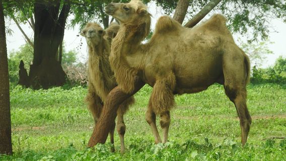 Ridiyagama Safari Park