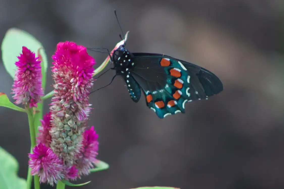 Hotels near Cozumel Butterfly & Botanical Gardens