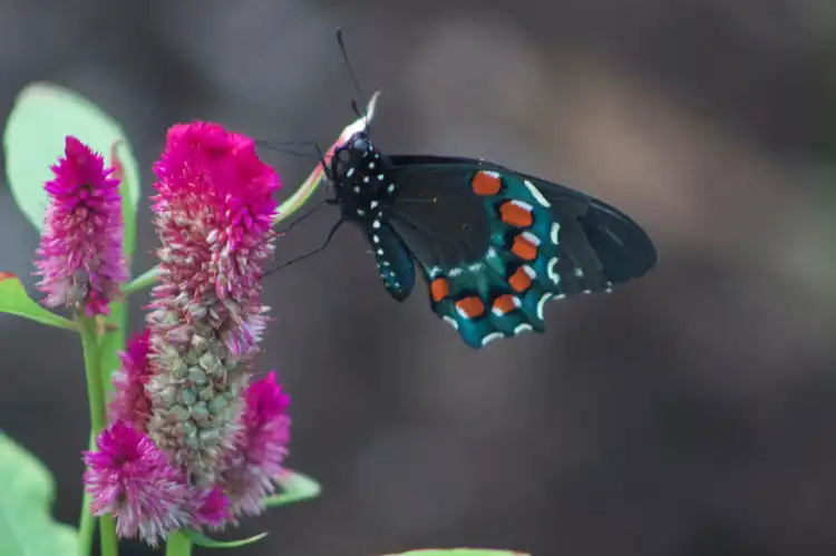 Hotels near Cozumel Butterfly & Botanical Gardens