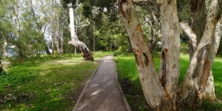 Koala Reserve Mangrove Boardwalk