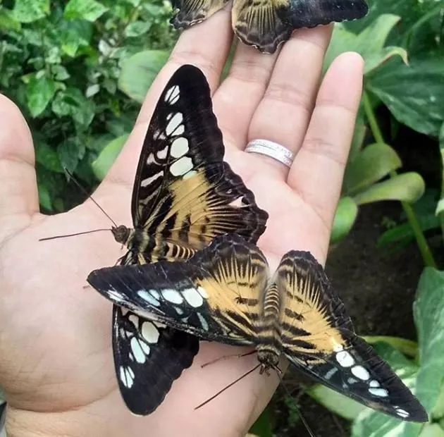 2_Santa Fe Butterfly Garden