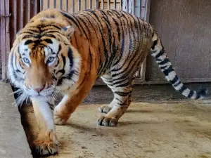 Flaoui Zoo