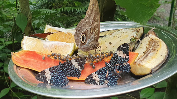 Mariposario Punta leona