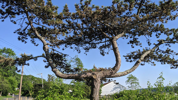 Shore Road Sanctuary
