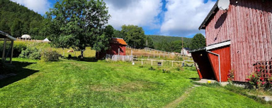 Oddan alpakka