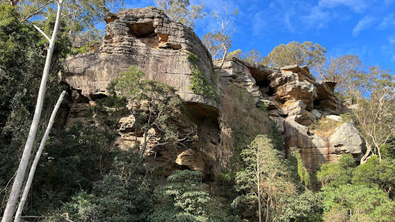 Treetops Adventure Nowra