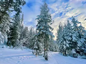 Cedars RV Resort