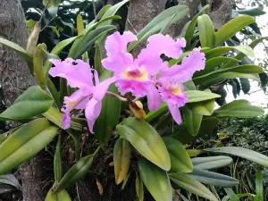 Flores Purama