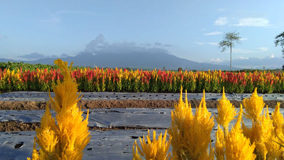 Taman Sabin Wonodadi