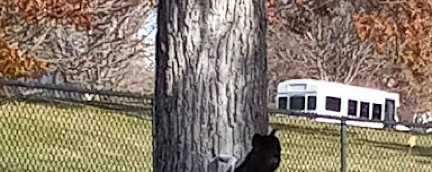 Happy Tails Dog Park
