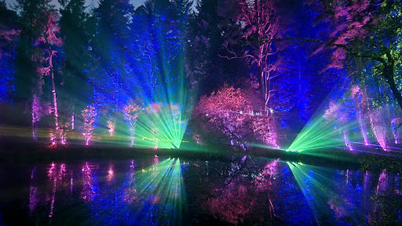 Faskally Forest