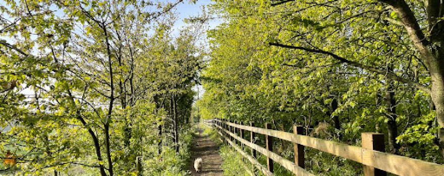 Jackson's Wood