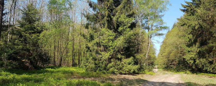 Lüßwald