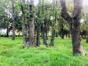 Park Miejski