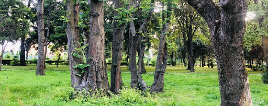 Park Miejski