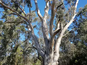Yea Wetlands John Cummins Reserve