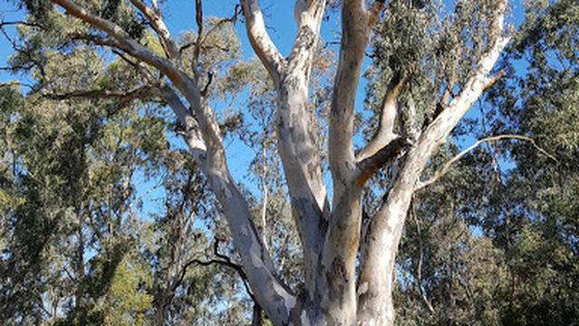 Yea Wetlands John Cummins Reserve