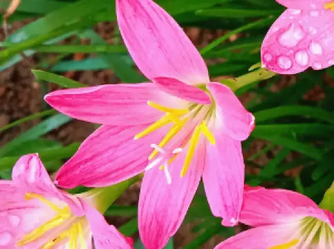 hanuman mandir banathar