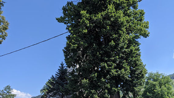 Lipa v Turí