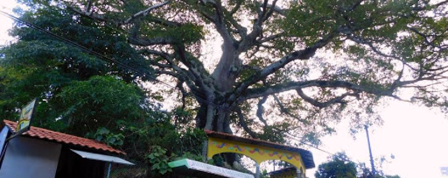 Parque La Ceiba