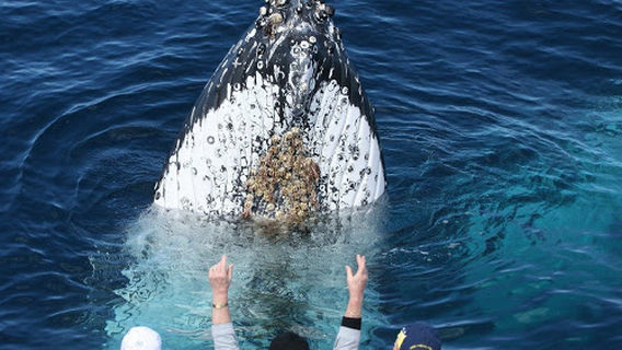 Cronulla Whale Watching