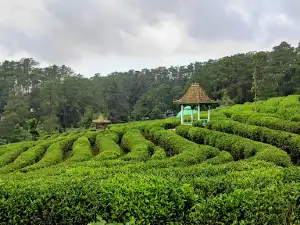 Kebun Teh Ciater - Subang