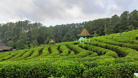Kebun Teh Ciater - Subang