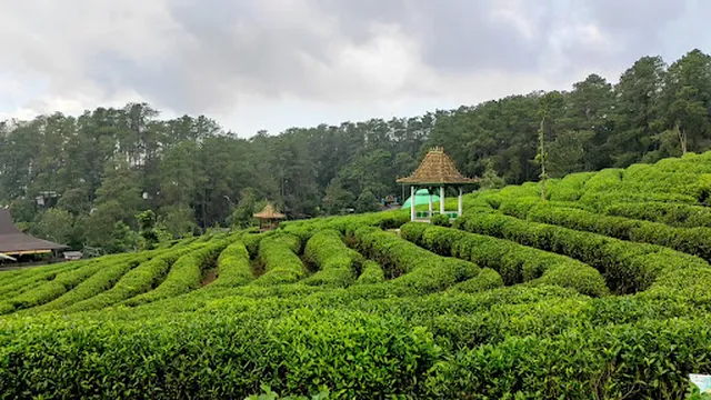 Walking Tour Kebun Teh