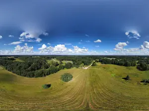 Tamme-Lauri oak