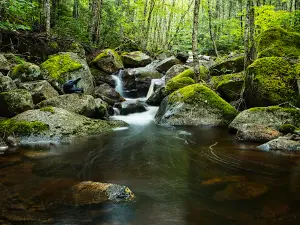 Vallée Bras-du-Nord, Accueil Shannahan