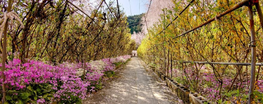 Yūkanosato Sakura Park
