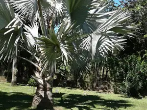 Vivero Cielo Verde