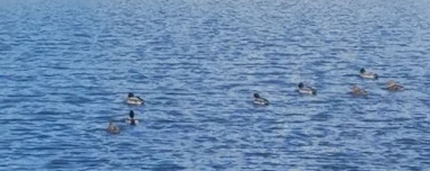 Candlewick Lake Association
