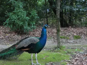 Parque do Fontelo