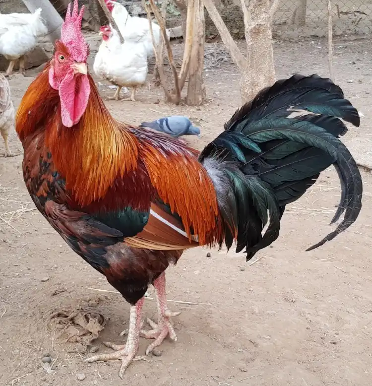 Hotels near Animal Aid Unlimited